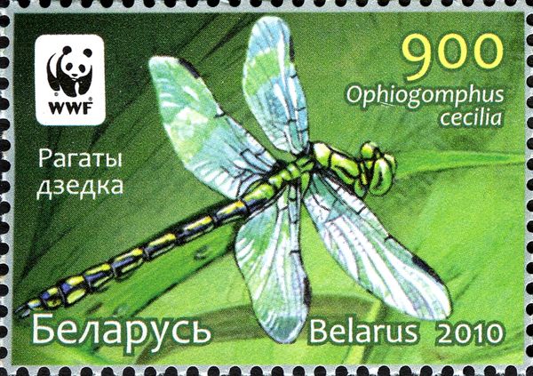Green Snake-tail Dragonfly (Ophiogomphus cecilia)