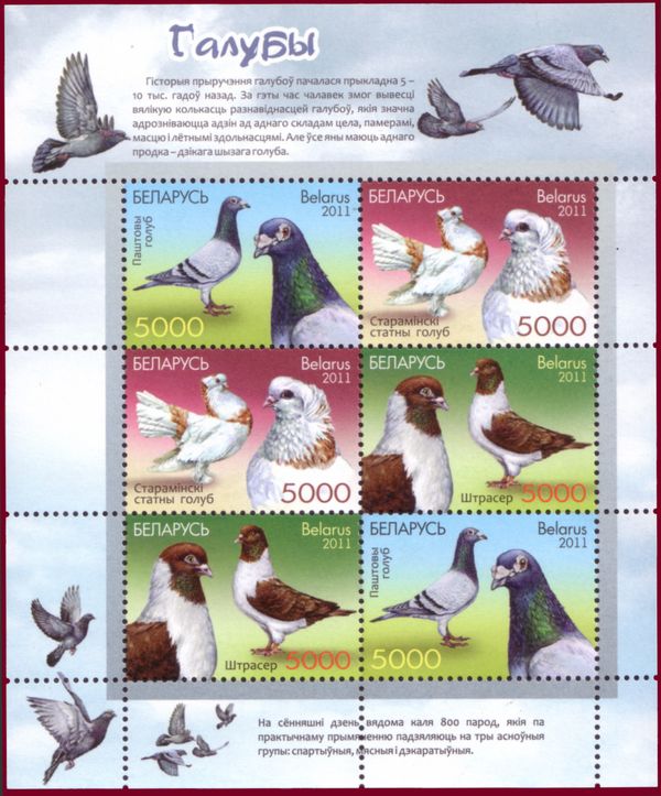 Carrier Pigeon (Columba livia forma domestica)