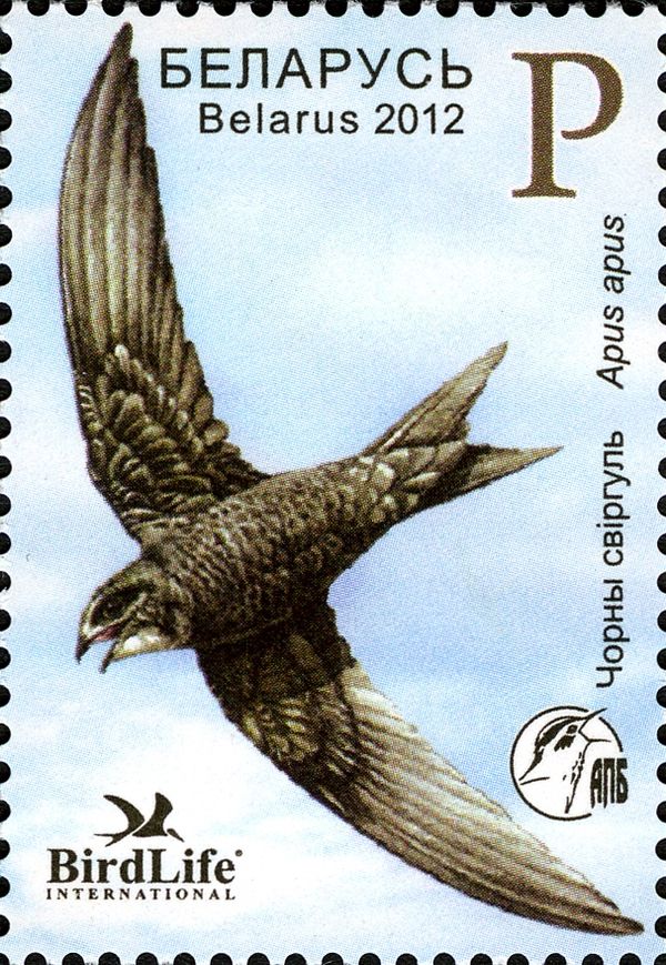 Common Swift (Apus apus)