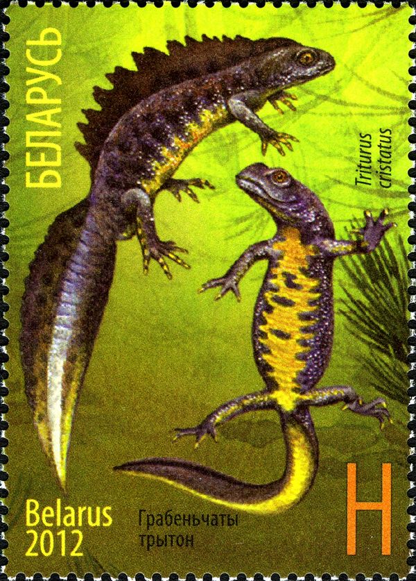 Northern Crested Newt (Triturus cristatus)