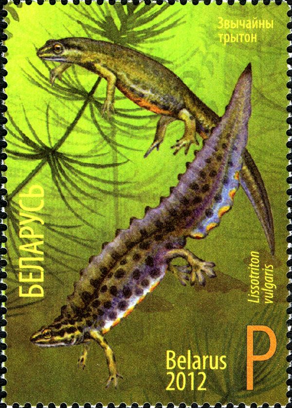 Smooth Newt (Lissotriton vulgaris)