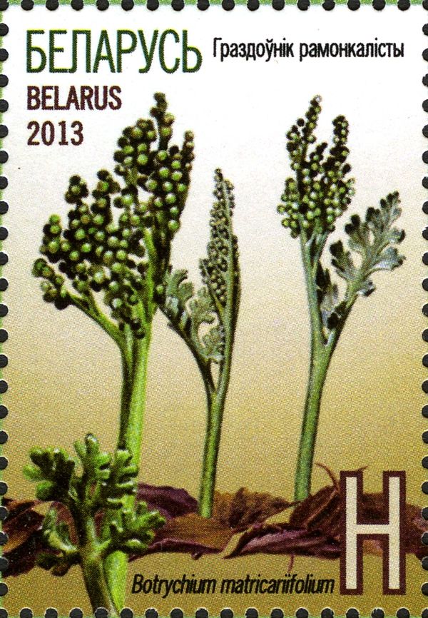 Moonwort (Botrychium matricariifolium)