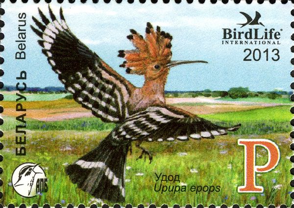 Eurasian Hoopoe (Upupa epops)