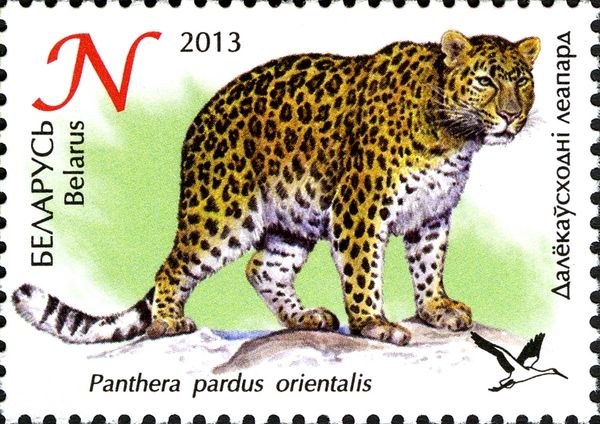 Amur Leopard (Panthera pardus orientalis)
