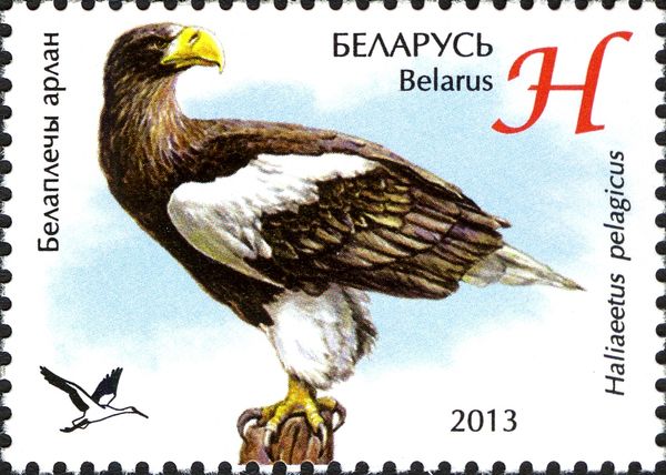 Steller’s Sea-eagle (Haliaeetus pelagicus)