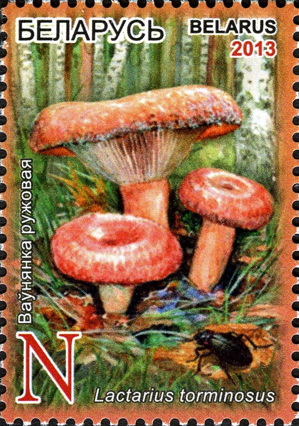 Lactarius torminosus
