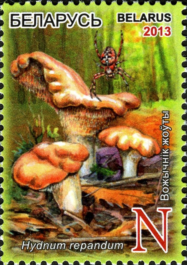 Hydnum repandum