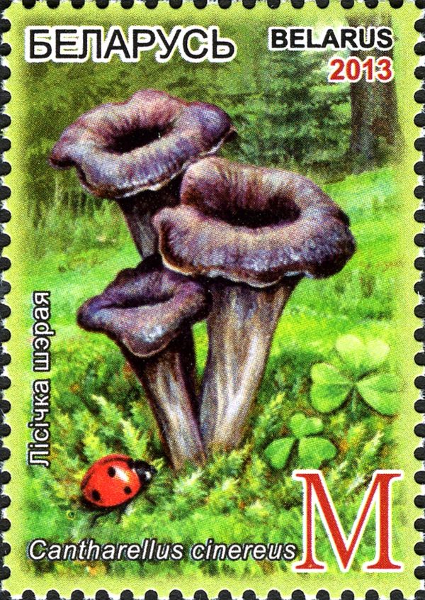 Cantharellus cinereus