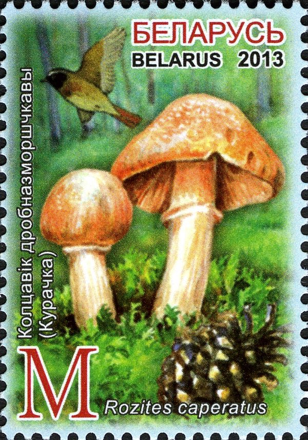 Rozites caperatus