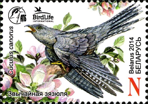 Common Cuckoo (Cuculus canorus)