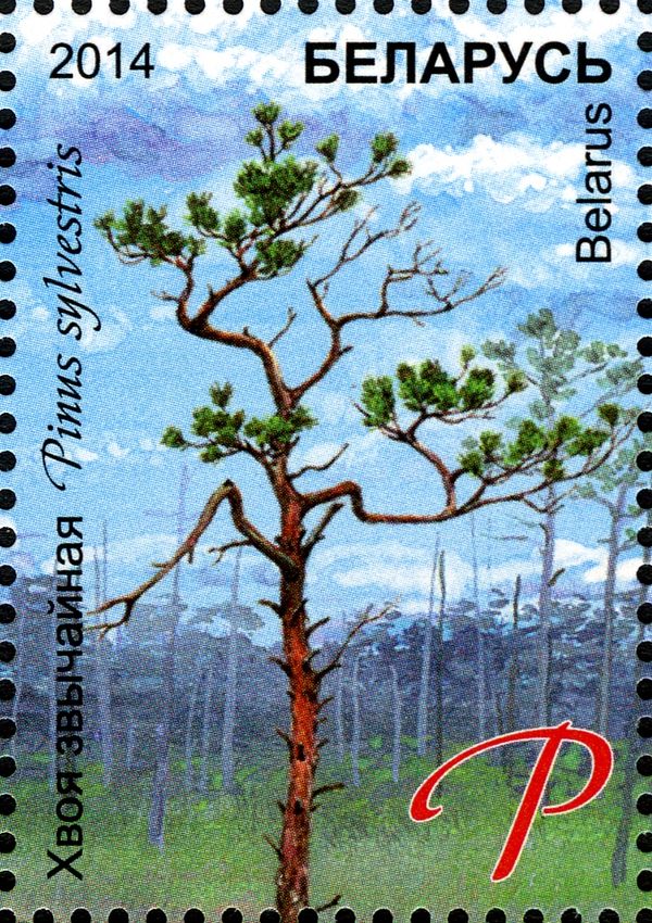 Common Pine (Pinus sylvestris)