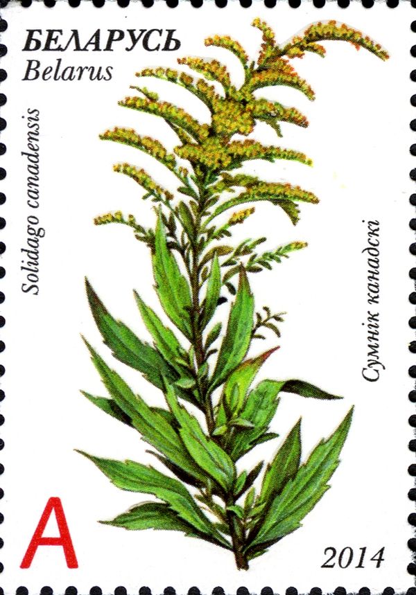 Canada Goldenrod (Solidago сanadensis)