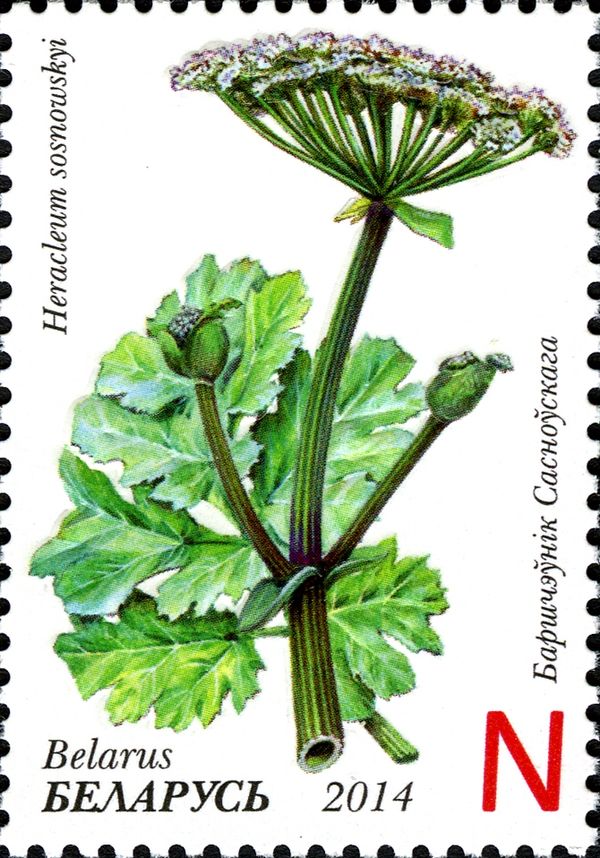 Sosnowskyi’s Hogweed (Heraсleum sosnowskyi)