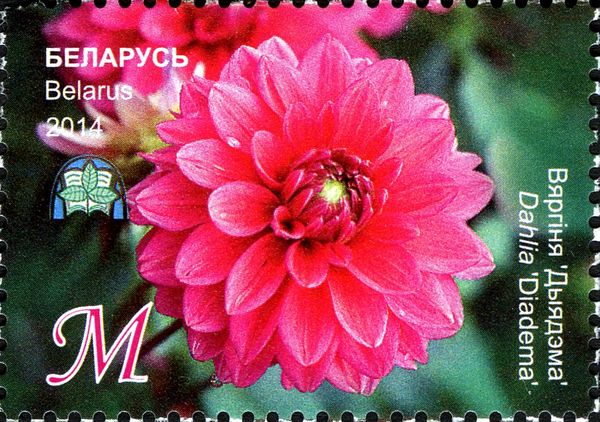Dahlia 'Diadema'