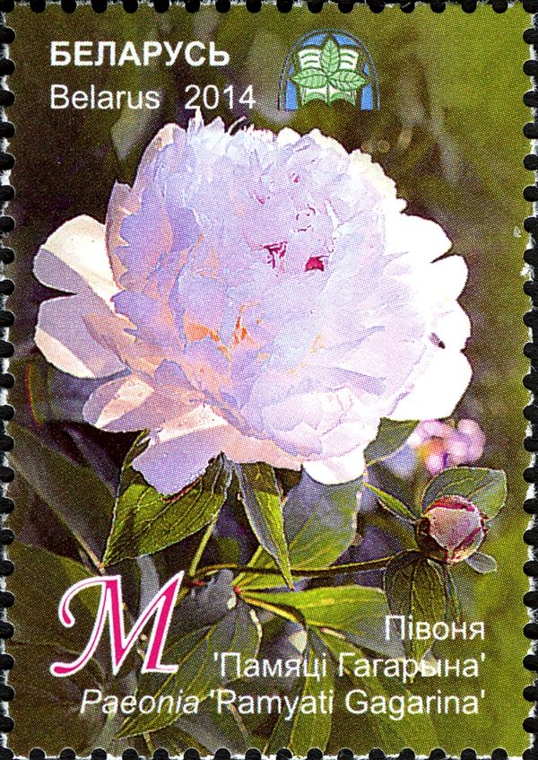 Peony 'Pamyati Gagarina'