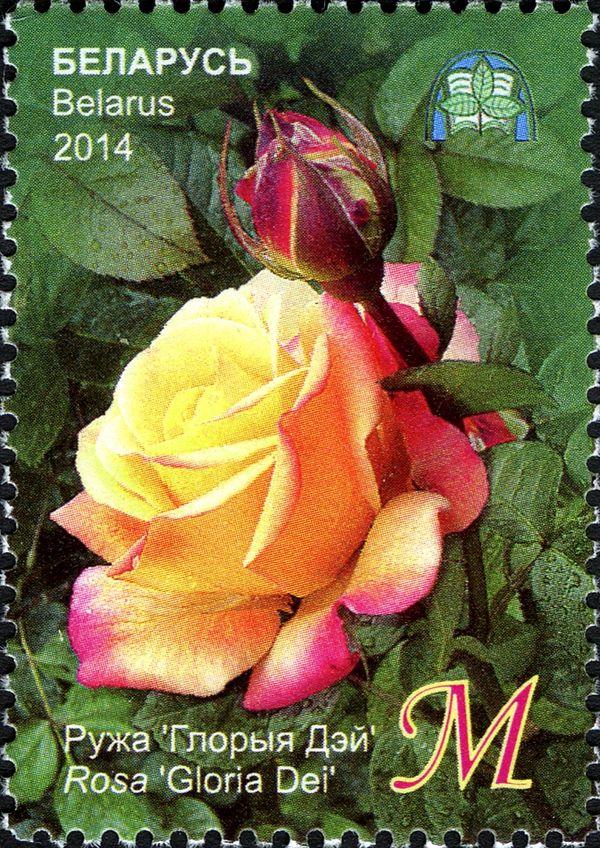Rose 'Gloria Dei'