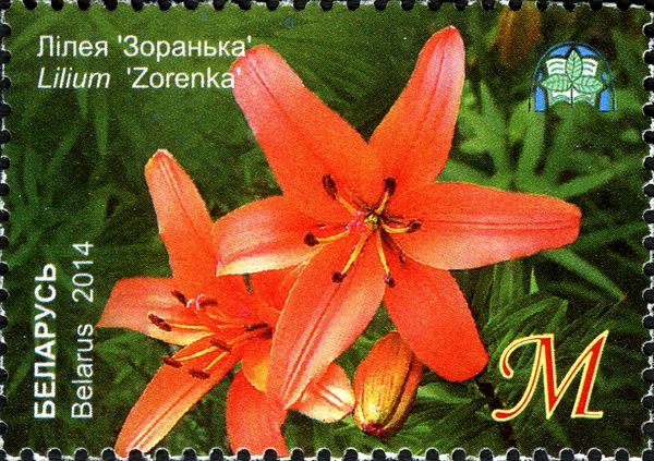 Lily 'Zorenka'
