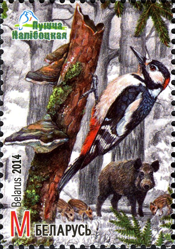 Great Spotted Woodpecker (Dendrocopos major), Wild Boar (Sus