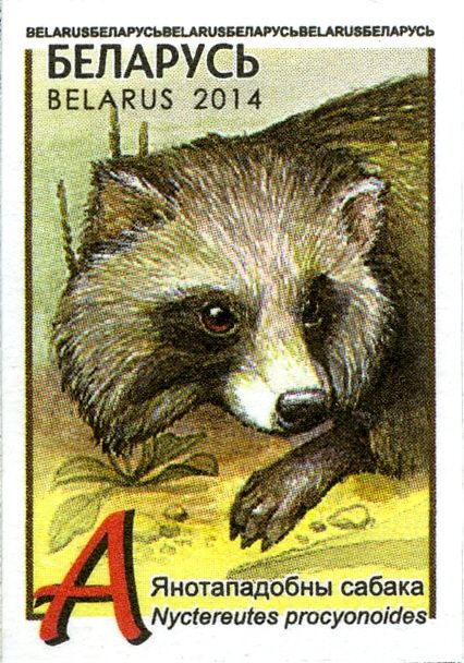 Raccoon Dog (Nyctereutes procyonoides)