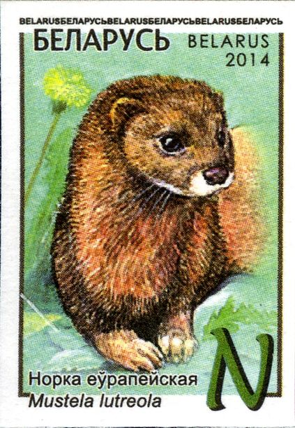European Mink (Lutreola lutreola)