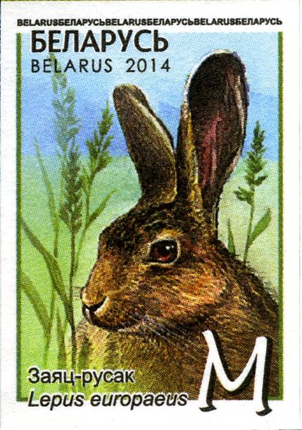 European Hare (Lepus europaeus)