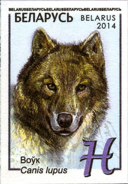 Wolf (Canis lupus)