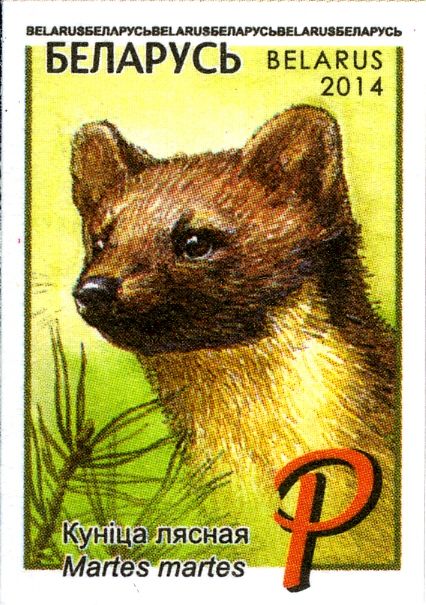 European Pine Marten (Martes martes)