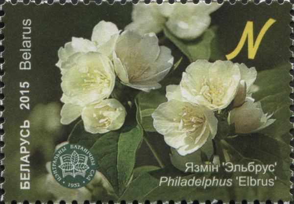 Philadelphus 'Elbrus'
