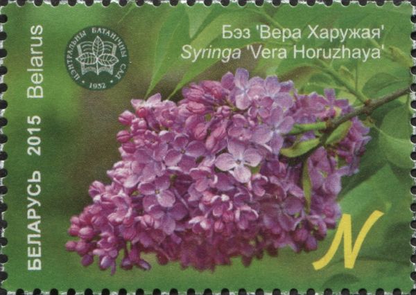 Syringa 'Vera Khoruzhaya'
