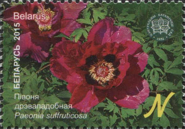 Paeonia suffruticosa