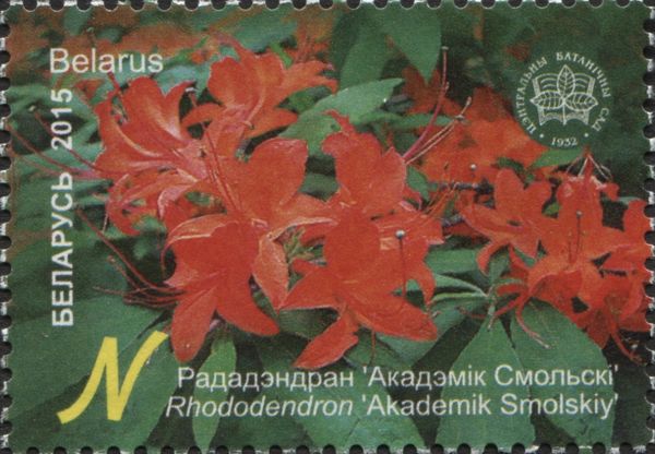 Rhododendron 'Academic Smolskiy'