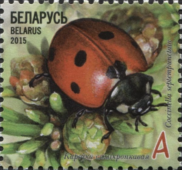 Seven-spot Ladybird (Coccinella septempunctata)