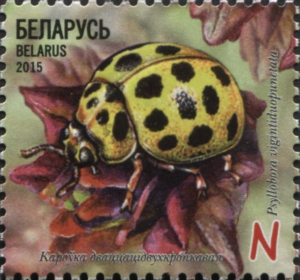 22 Spot Ladybird (Psyllobora vigintiduopunctata)