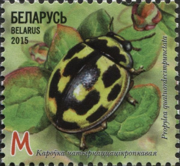 14 Spot Ladybird (Propylea quatuordecimpunctata)