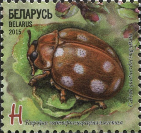 Cream-spotted Ladybird (Calvia quatuordecimguttata)