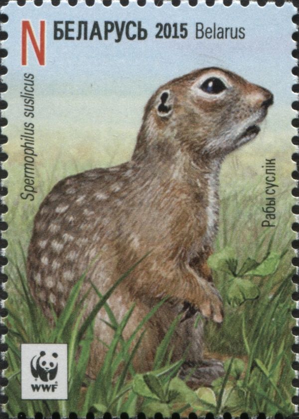 Speckled Ground Squirrel (Spermophilus suslicus)
