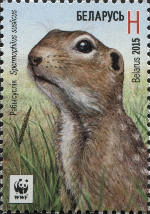 Speckled Ground Squirrel (Spermophilus suslicus)