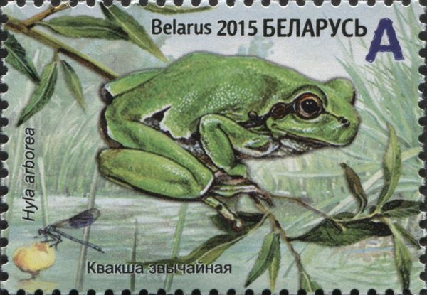 European Tree Frog (Hyla arborea)