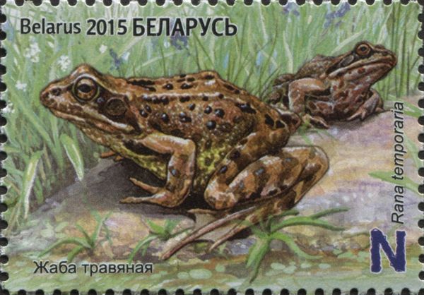 European Common Frog (Rana temporaria)