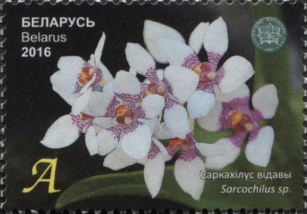 Sarcochilus sp.