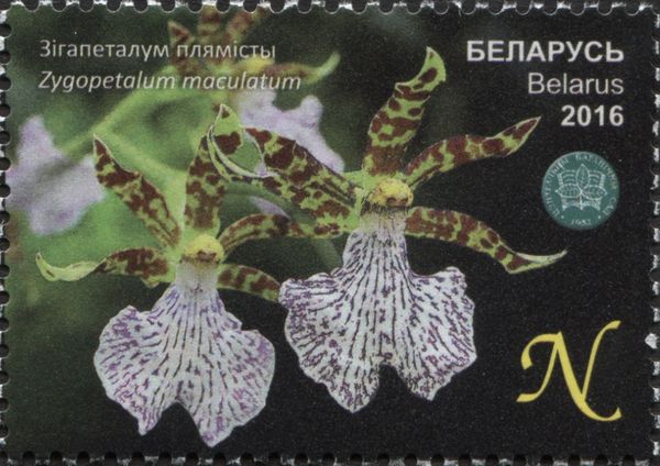 Zygopetalum maculatum