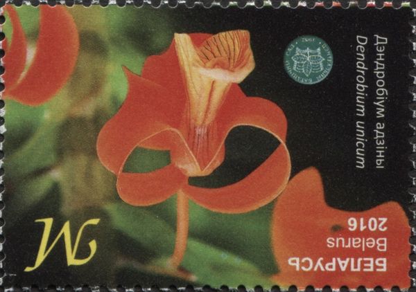 Dendrobium unicum