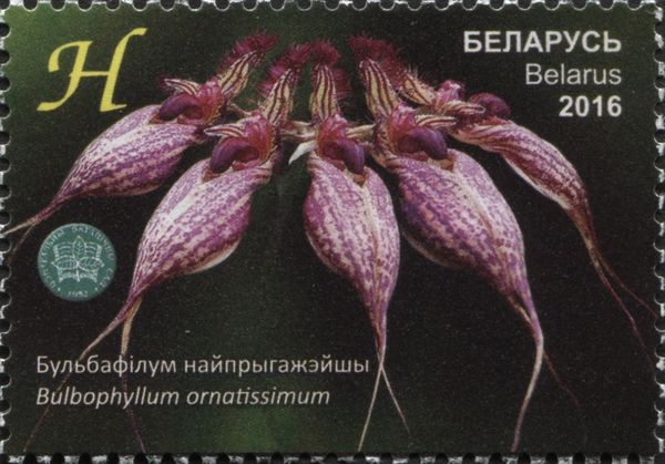 Bulbophyllum ornatissimum