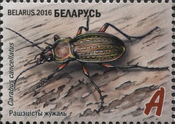 Ground Beetle (Carabus cancellatus)