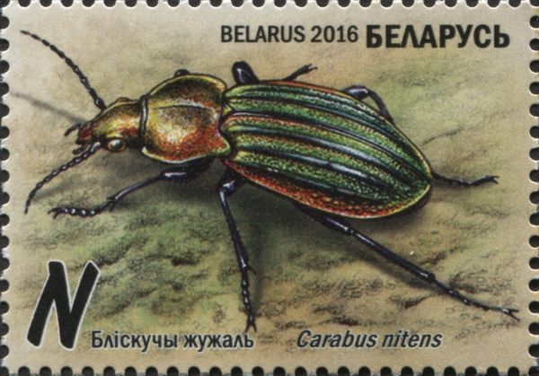 Golden Bog Groundbeetle (Carabus nitens)