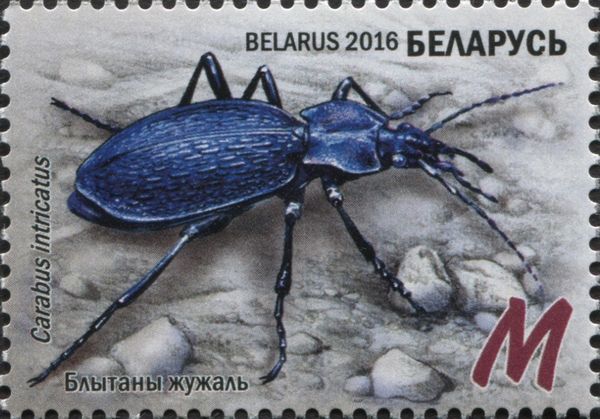 Blue Ground Beetle (Carabus intricatus)