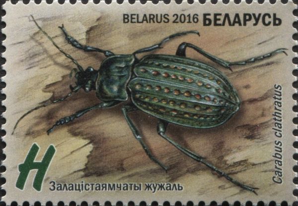 Ground Beetle (Carabus clathratus)