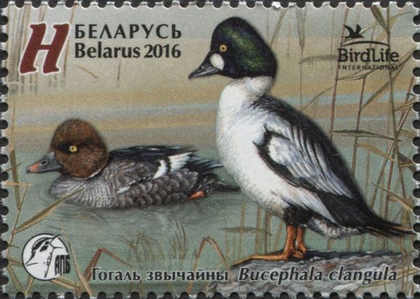 Common Goldeneye (Bucephala clangula)