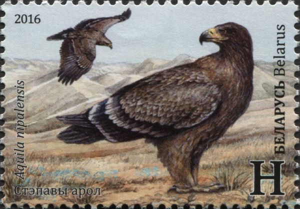 Steppe Eagle (Aquila nipalensis)