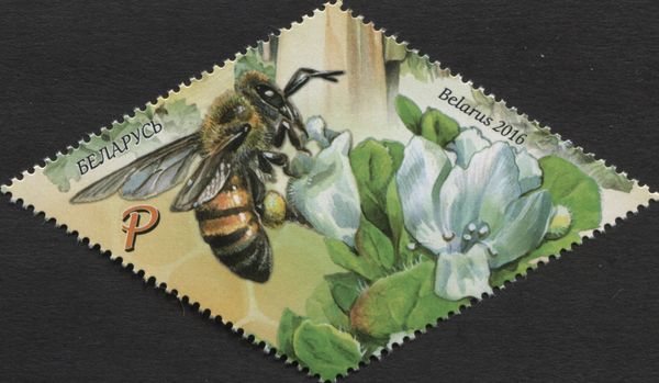 European Honey Bee (Apis mellifera) and Flower